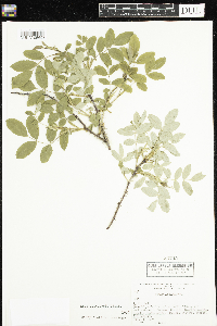 Rosa acicularis image