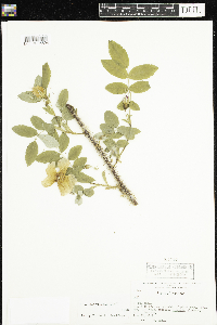 Rosa acicularis image