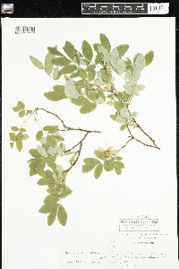 Rosa acicularis image