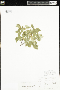 Rosa acicularis image