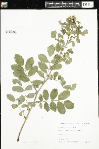 Rosa acicularis image