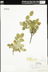Rosa acicularis image