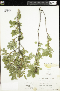 Rosa acicularis image
