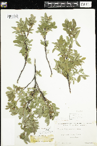 Rosa acicularis image