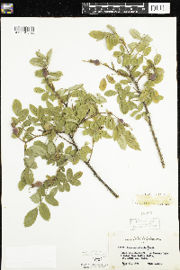 Rosa acicularis image