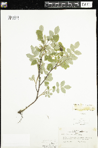 Rosa acicularis image