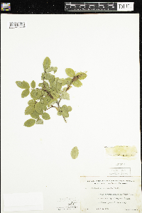Rosa acicularis image