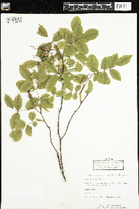 Rosa acicularis image