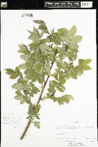 Rosa acicularis image