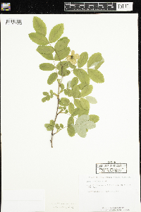 Rosa acicularis image