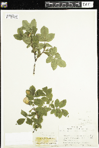 Rosa acicularis image
