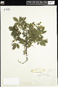 Rosa acicularis image