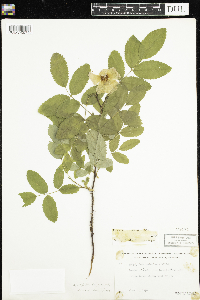 Rosa acicularis image
