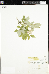 Rosa acicularis image