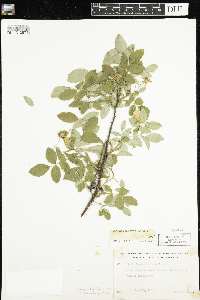 Rosa acicularis image