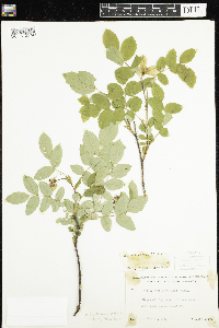Rosa acicularis image