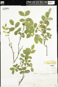 Rosa acicularis image