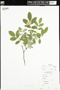 Rosa acicularis image