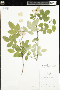 Rosa acicularis image