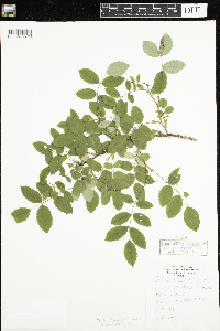 Rosa acicularis image