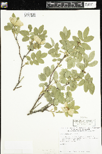 Rosa acicularis image