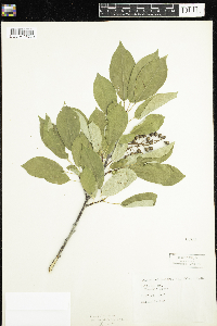 Prunus virginiana var. demissa image