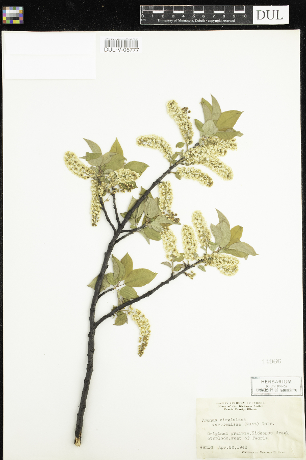 Prunus virginiana var. demissa image