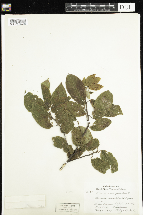 Prunus padus image