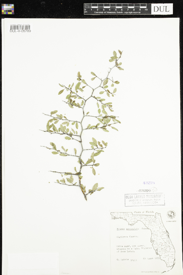 Prunus geniculata image