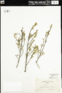 Prunus pumila var. susquehanae image