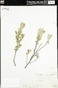 Prunus pumila var. susquehanae image