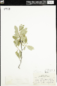 Prunus pumila var. susquehanae image