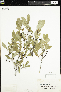 Prunus pumila var. susquehanae image
