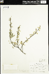 Prunus pumila var. susquehanae image