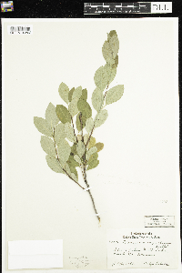 Prunus pumila var. susquehanae image