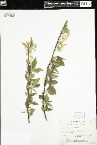 Thumbnail image of current specimen