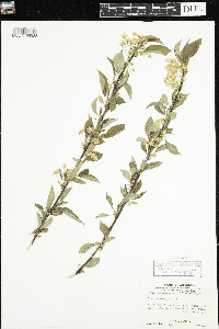 Thumbnail image of current specimen