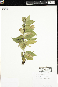 Thumbnail image of current specimen