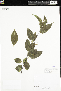 Thumbnail image of current specimen