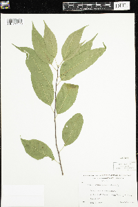 Thumbnail image of current specimen