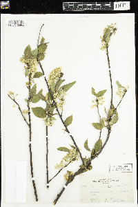 Thumbnail image of current specimen