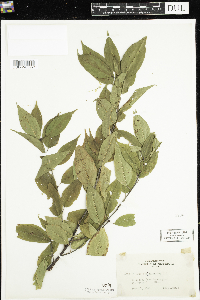 Thumbnail image of current specimen