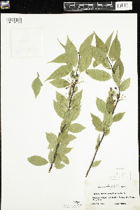 Prunus pensylvanica image