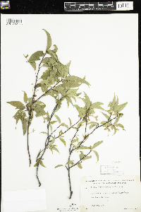Prunus pensylvanica image