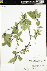 Prunus pensylvanica image
