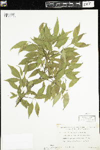 Prunus pensylvanica image