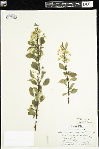 Prunus pensylvanica image