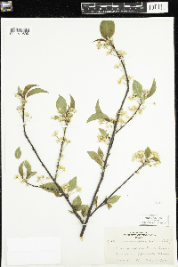 Prunus pensylvanica image