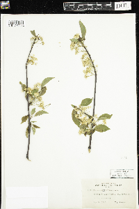 Prunus pensylvanica image