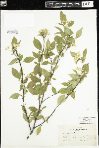 Prunus pensylvanica image